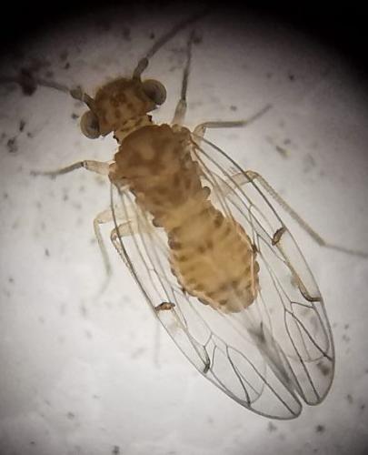 Ectopsocus briggsi